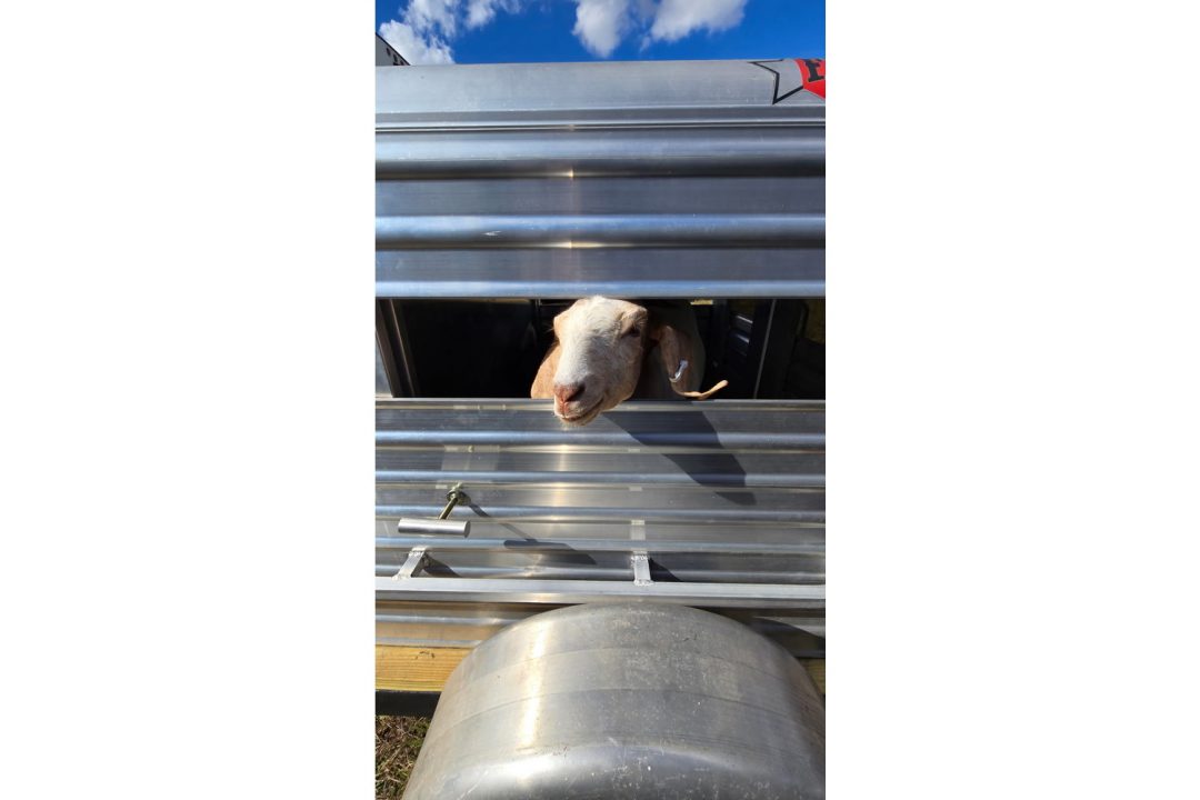 New 2026 Frontier Trailers 5'1" Truck Bed Livestock Box – Double Doors & Center Divider