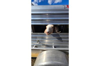 New 2026 Frontier Trailers 5'1" Truck Bed Livestock Box – Double Doors & Center Divider